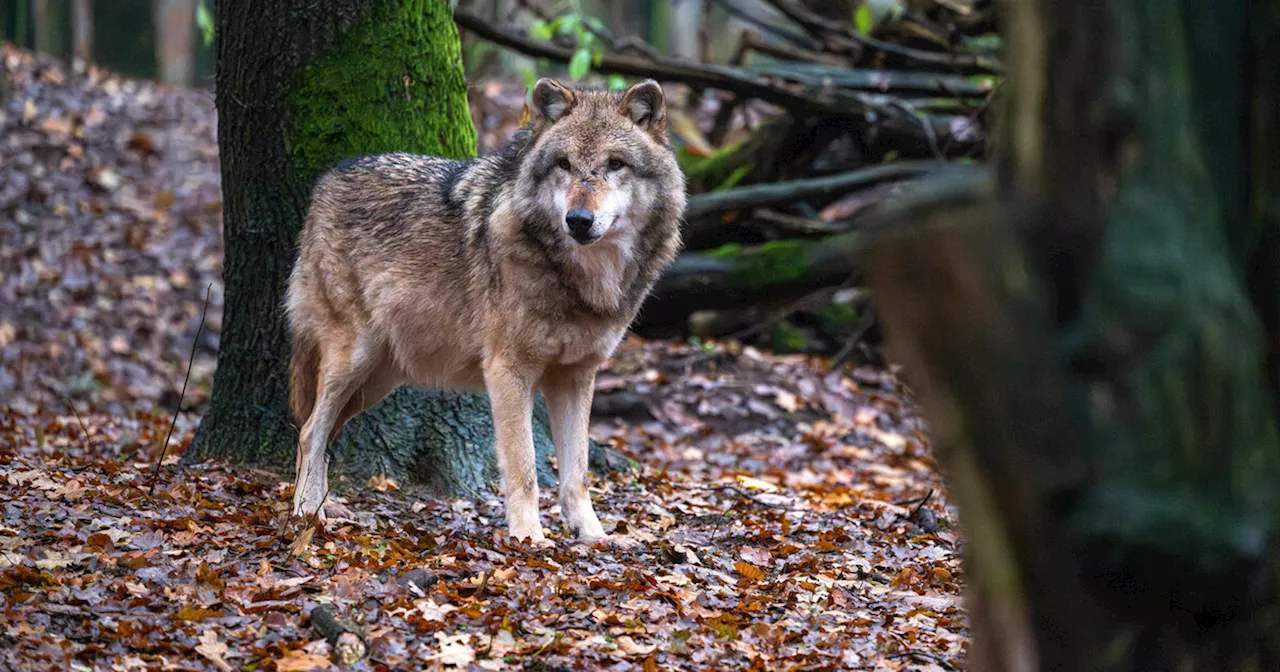 Toter Wolf im Landkreis Regensburg: Ursache weiter unklar