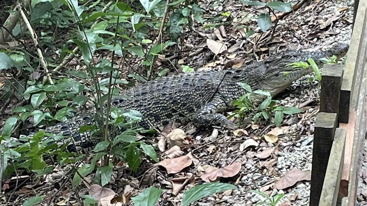 'Crocodile near walking path inside Sungei Buloh Wetland Reserves' — Woman urges NParks to