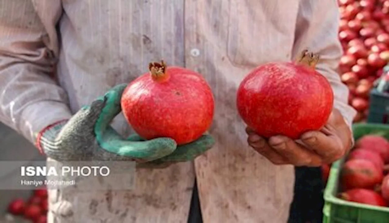 '۱۰۰ دانه یاقوت؛ دسته به دسته در دست دلال'