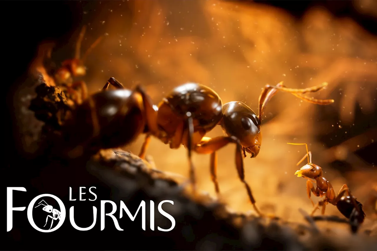 Le jeu Les Fourmis est à prix fou juste avant son lancement