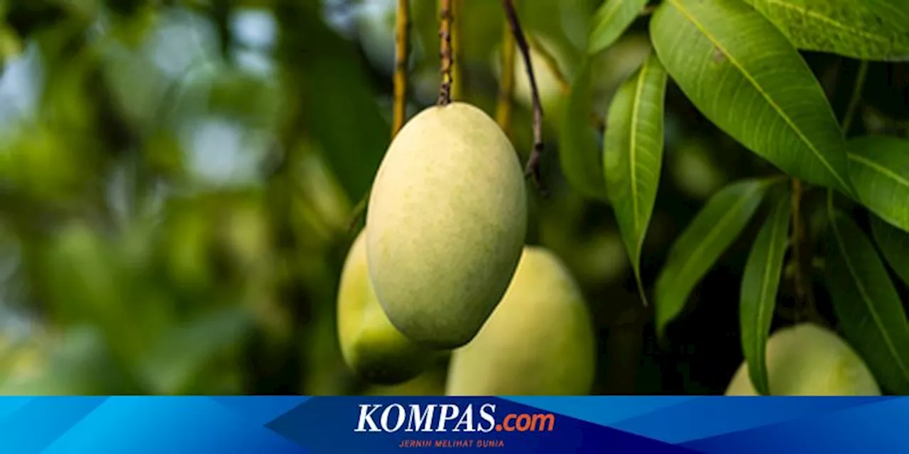 Apa Khasiat Makan Mangga Muda? Ini 6 Daftarnya