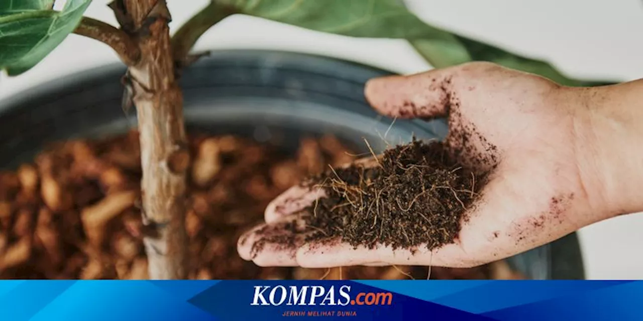 Seberapa Sering Harus Mengganti Tanah Tanaman Hias?