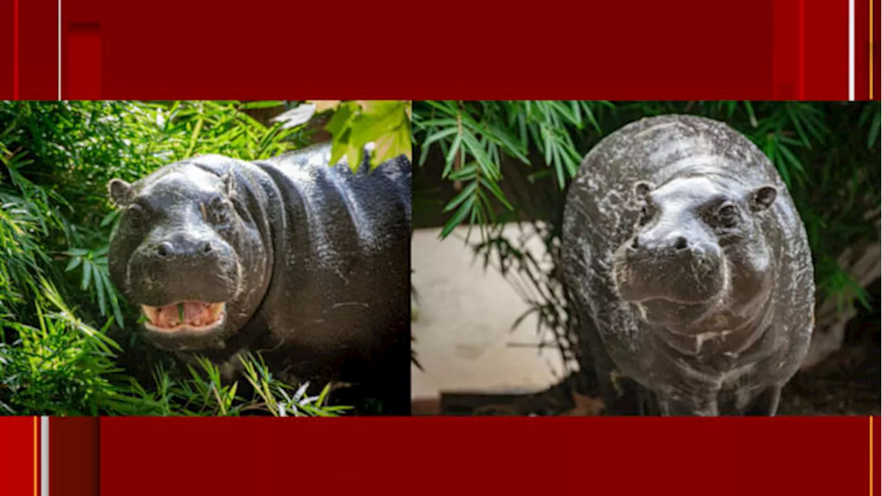 Meet Akobi! Houston Zoo welcomes its newest Pygmy hippo resident