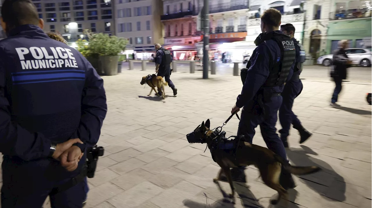 Marseille : rencontre avec ces 4 maîtres-chiens qui patrouillent la nuit avec la police municipale