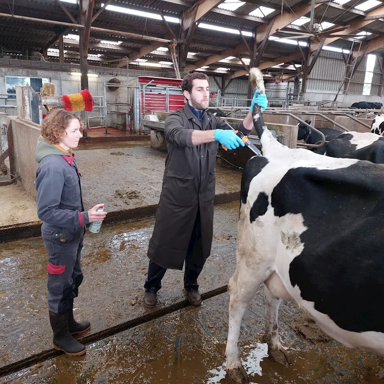 Vaccin contre la maladie hémorragique epizootique : le Sud de la Manche est prioritaire