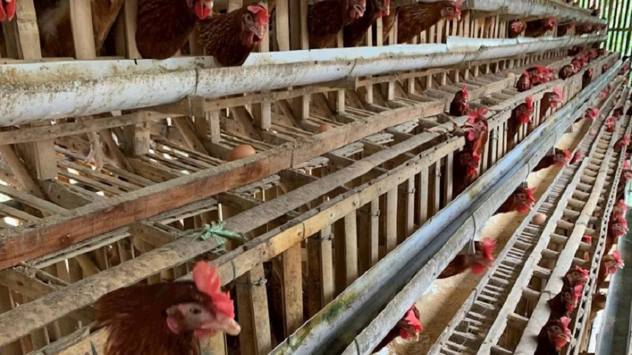 Ayam Kalsiboard, Kandang Ayam Ramah Lingkungan Karya Mahasiswa UNY