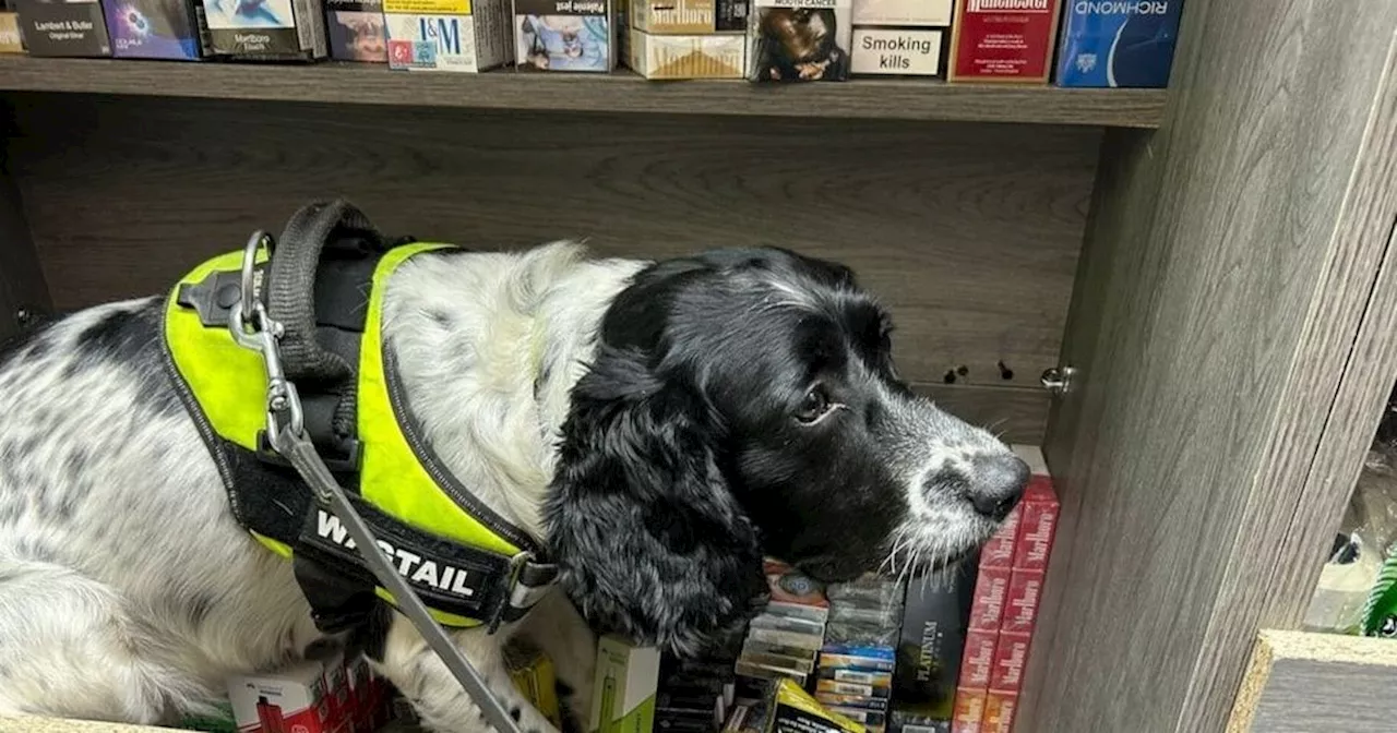 Sniffer dog helps to hunt down thousands of illegal vapes and cigarettes