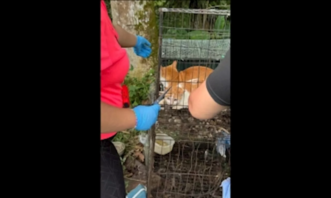 Sarawak SPCA rescues 23 cats, rare turtles from dire conditions in Kuching