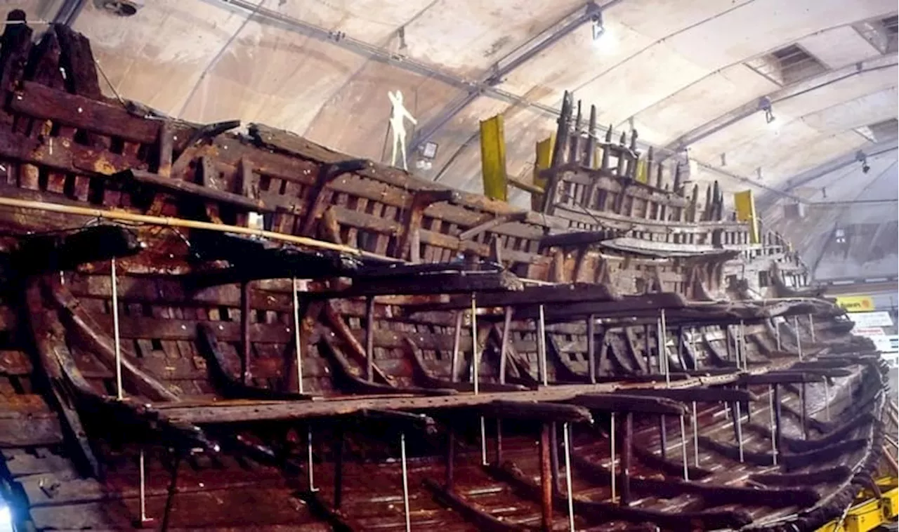 Penelitian Tulang Klavikula dari Kapal Perang Mary Rose Ungkap Hubungan Antara Usia dan Tangan Dominan