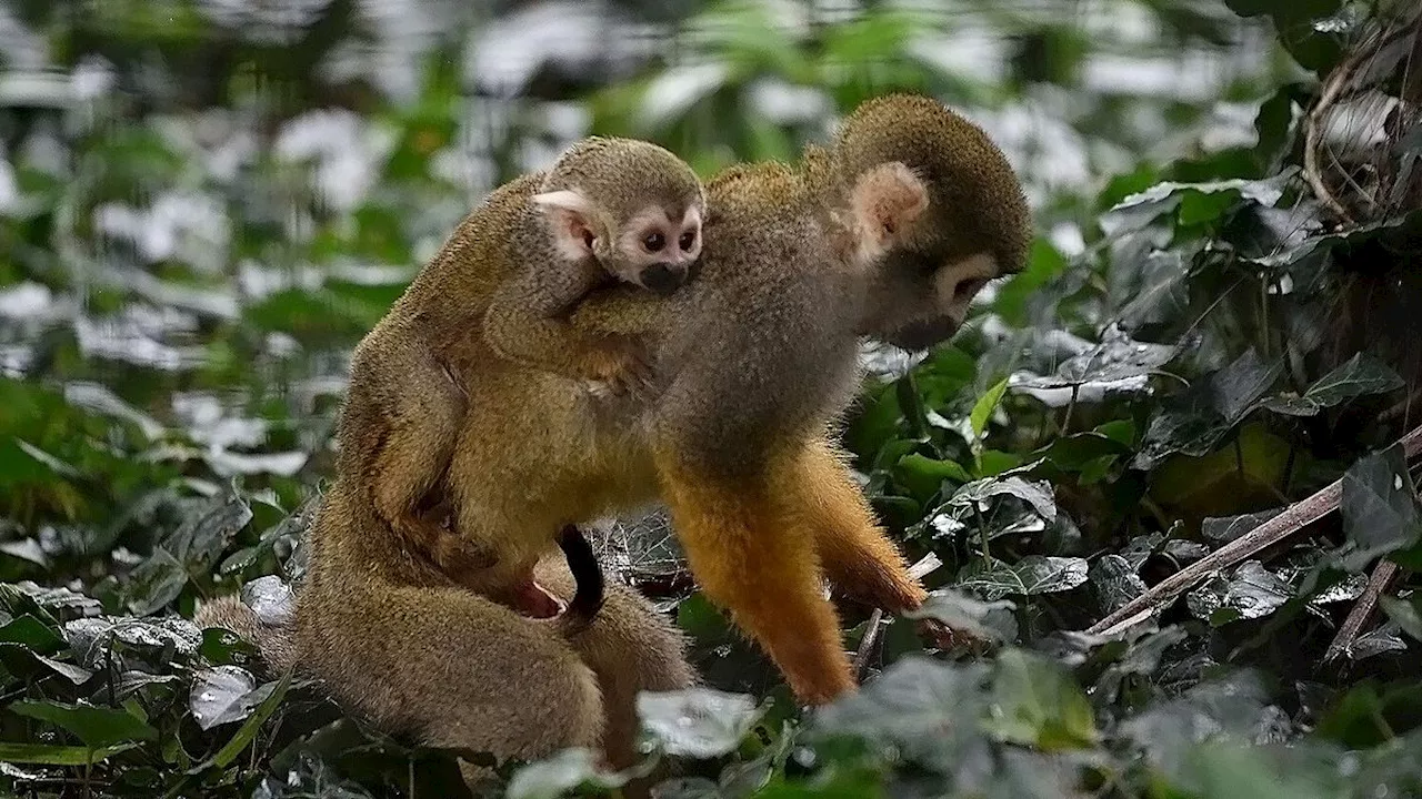 Al Parco Le Cornelle è nata una scimmia a rischio estinzione