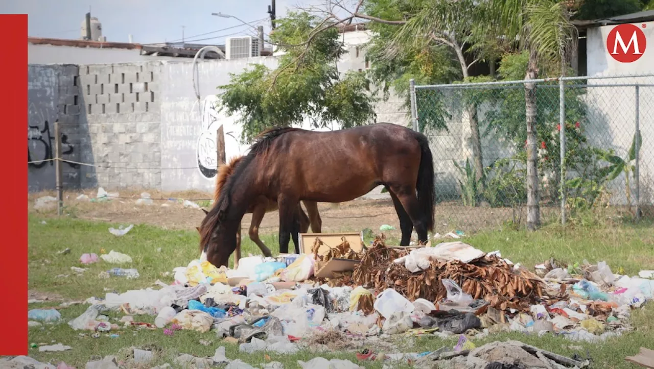 Entre basura y carencias, más de cinco mil familias en fraccionamiento de Ciudad Madero