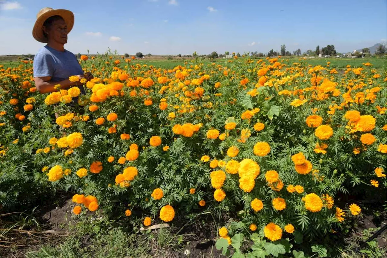 Floricultores de Tula registran 'buenas ventas' por Día de Muertos