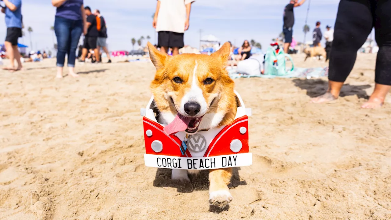 Corgi cuteness ruled the beach: Woof over the wonderful photos now