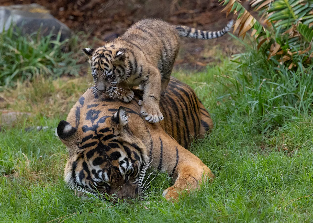 Sumatran tiger cub debuts at San Diego Zoo Safari Park