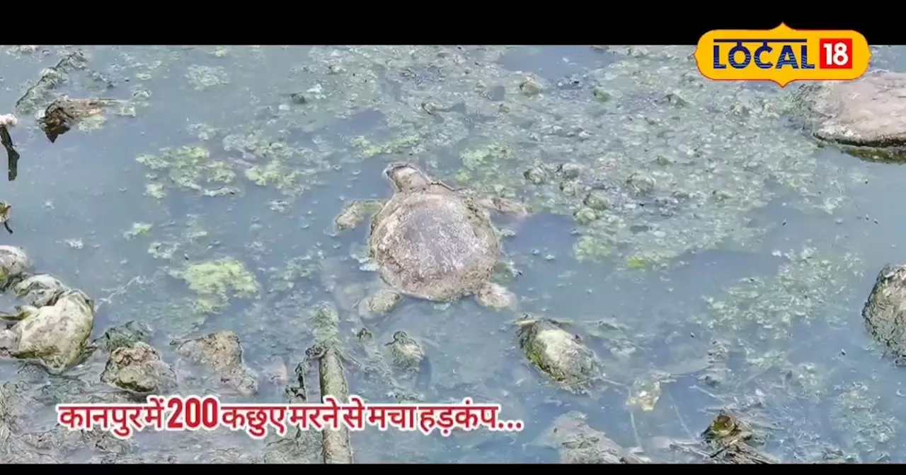 अचानक 200 कछुओं की मौत से कानपुर में यहां हड़कंप, शुरू हुई जांच