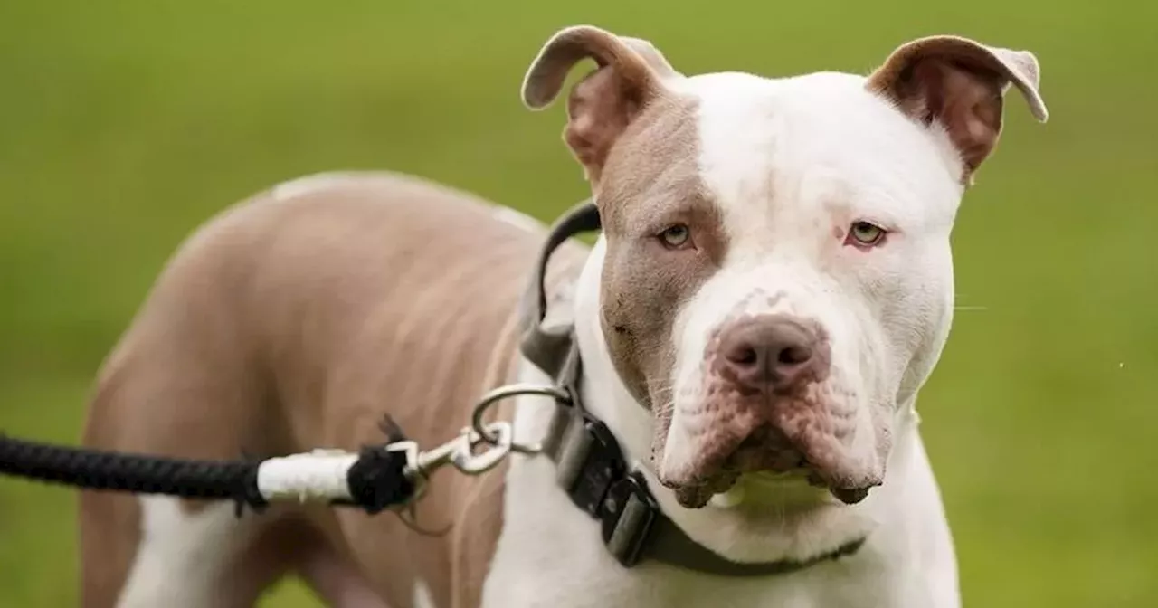 Girl, 10, mauled to death by family's XL American Bully dog named for first time