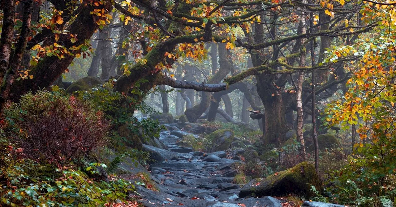 Stunning Peak District woodland walk named among best in UK for autumn