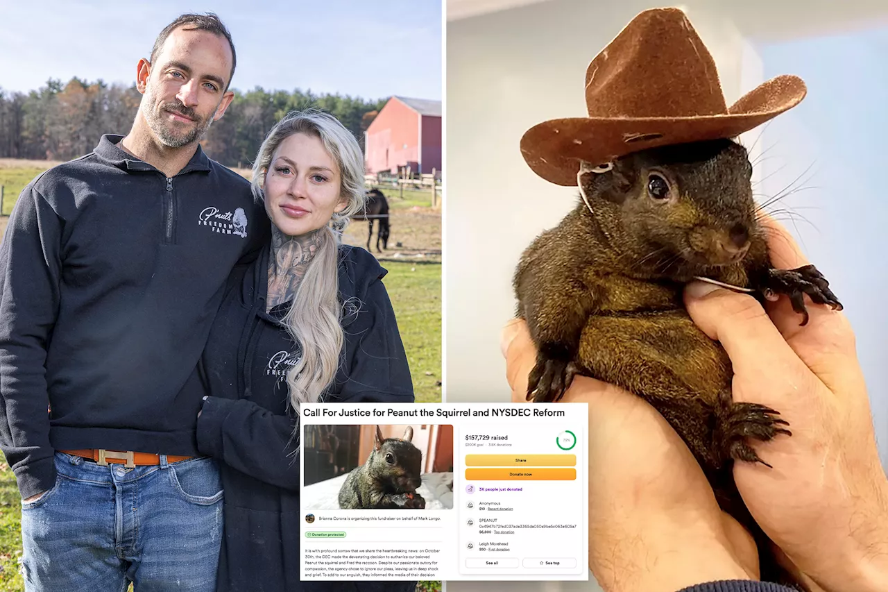 Fans of P'nut the squirrel raise over $158K in honor of the beloved pet: 'Justice for Peanut!'