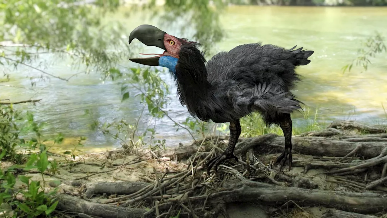 Meat-eating terror birds could grow up to 12 feet tall