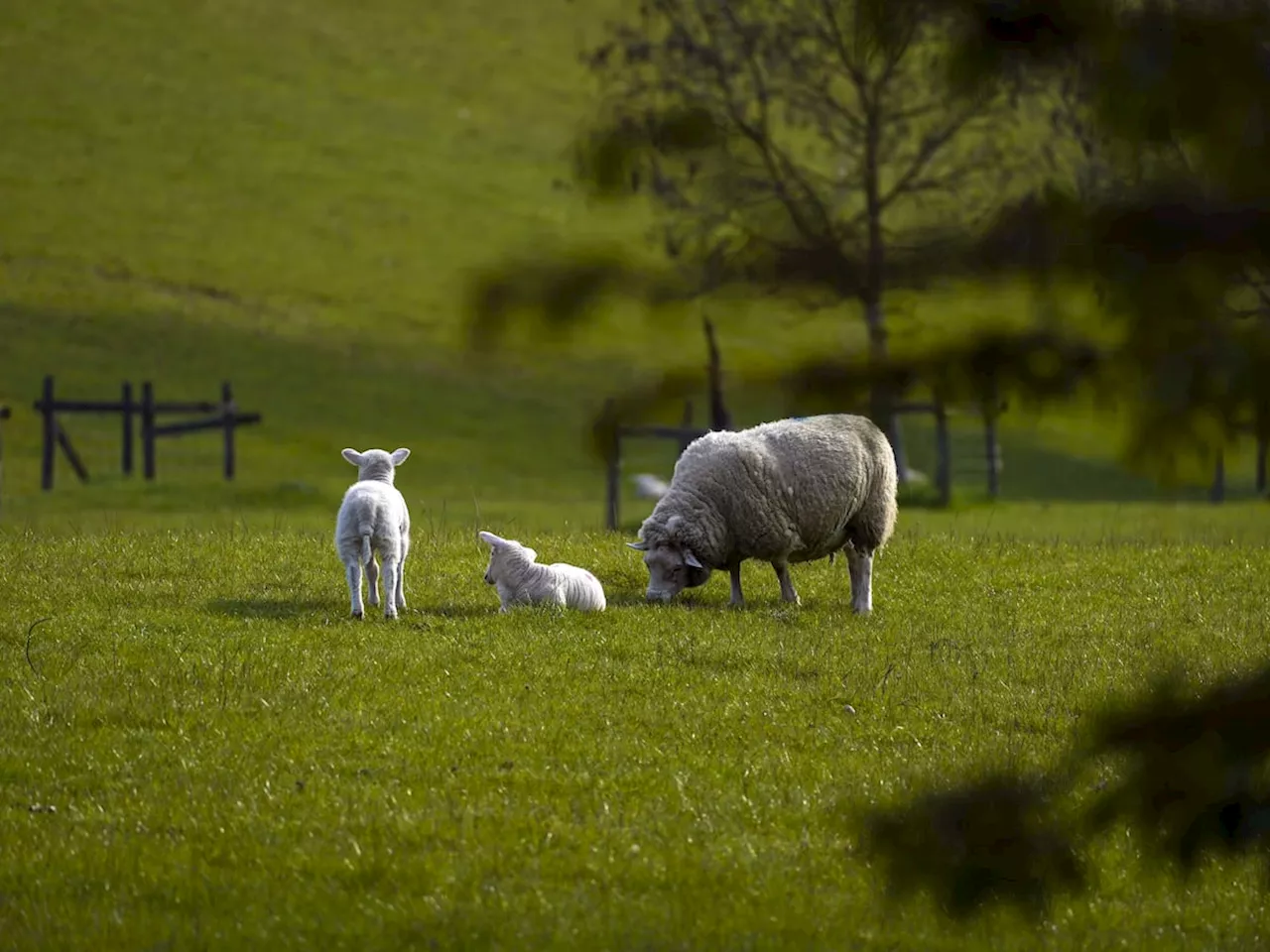 Government urged to do right thing and reverse ‘family farm tax’