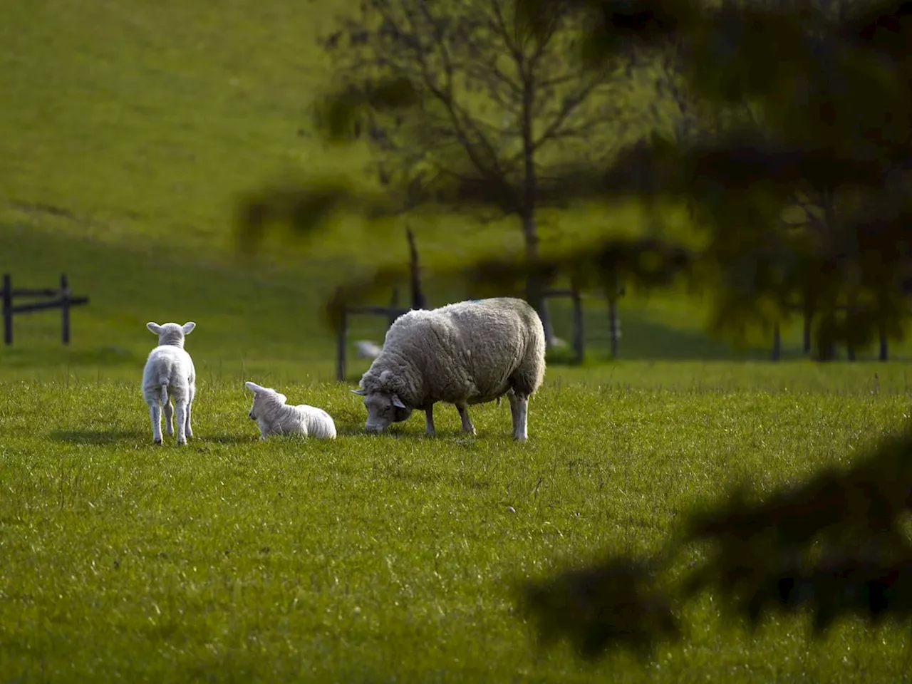 MPs urge Government to reverse ‘devastating’ inheritance tax on farmers