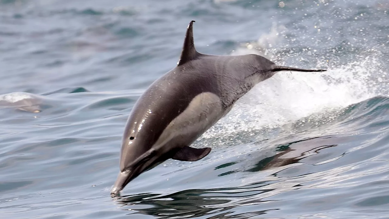 Butchered remains of dolphin discovered on New Jersey beach