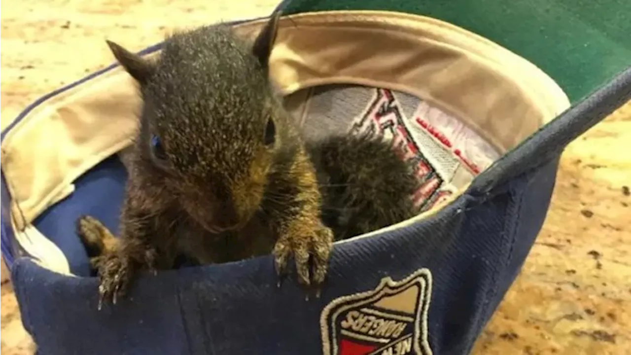 Internet sensation ‘P’nut the Squirrel’ euthanised after being seized by authorities