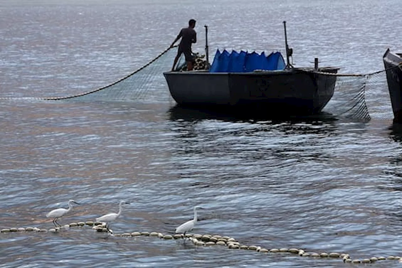 Bibbia, pesca miracolosa di Gesù: la Scienza ne svelerebbe il mistero