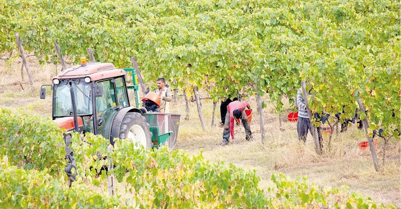 Prezzi del vino stabili, Amarone e Brunello restano i più cari