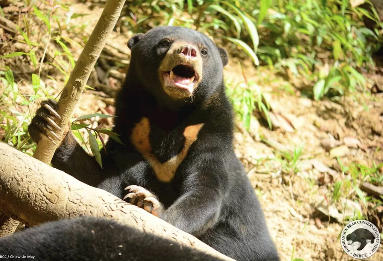 Perhilitan captures sun bear, black panther entering Kuala Krai, Gua Musang farms