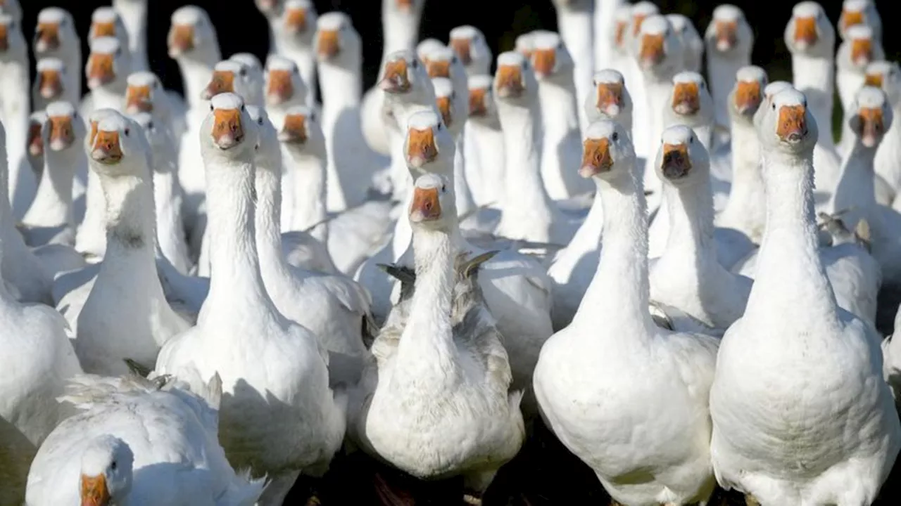 Saisonbeginn steht bevor: Stabile Preise für Gänse und Enten im Norden