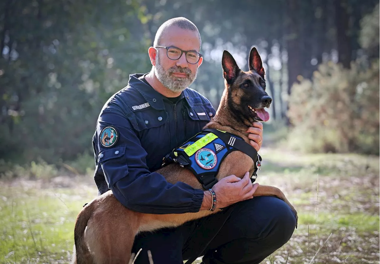 Landes : issue de la SPA, une malinoise fait aujourd’hui la fierté de la gendarmerie d’armement