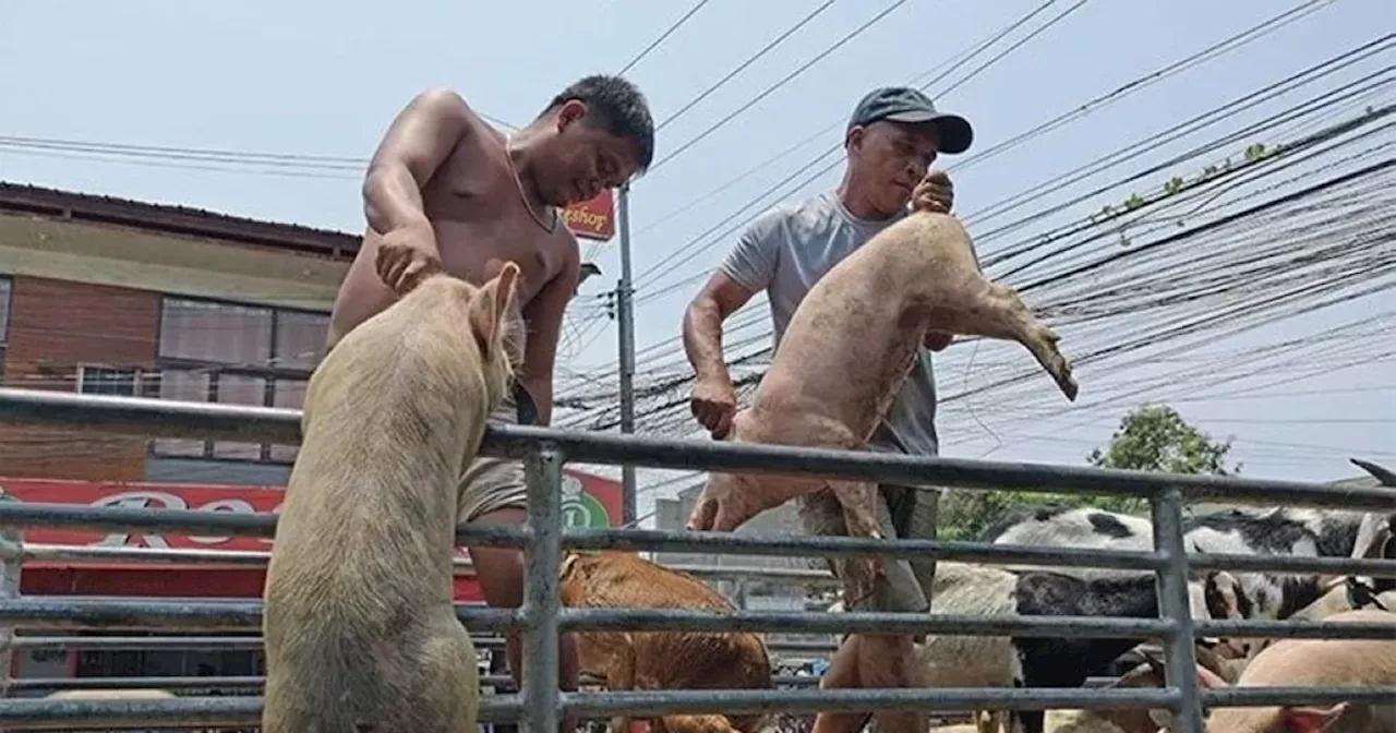 Explainer: Increase in livestock slaughter and meat transport fees in Cebu City