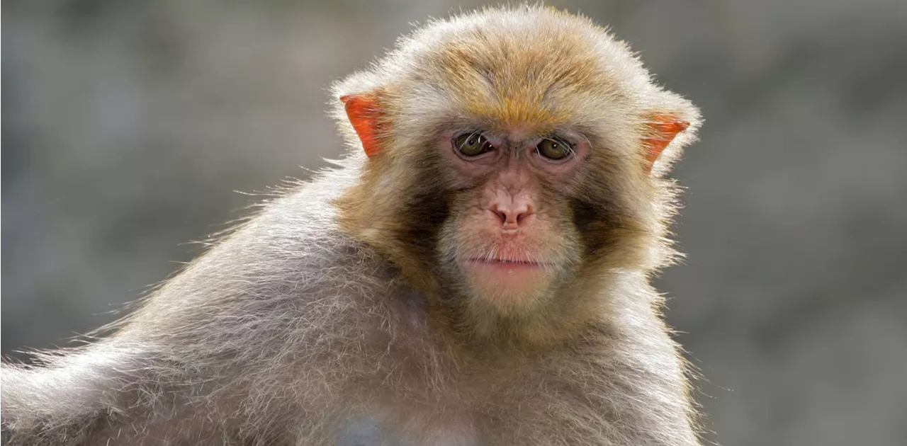 Monkeys know who will win the election – primal instincts humans share with them shape voters’ choices