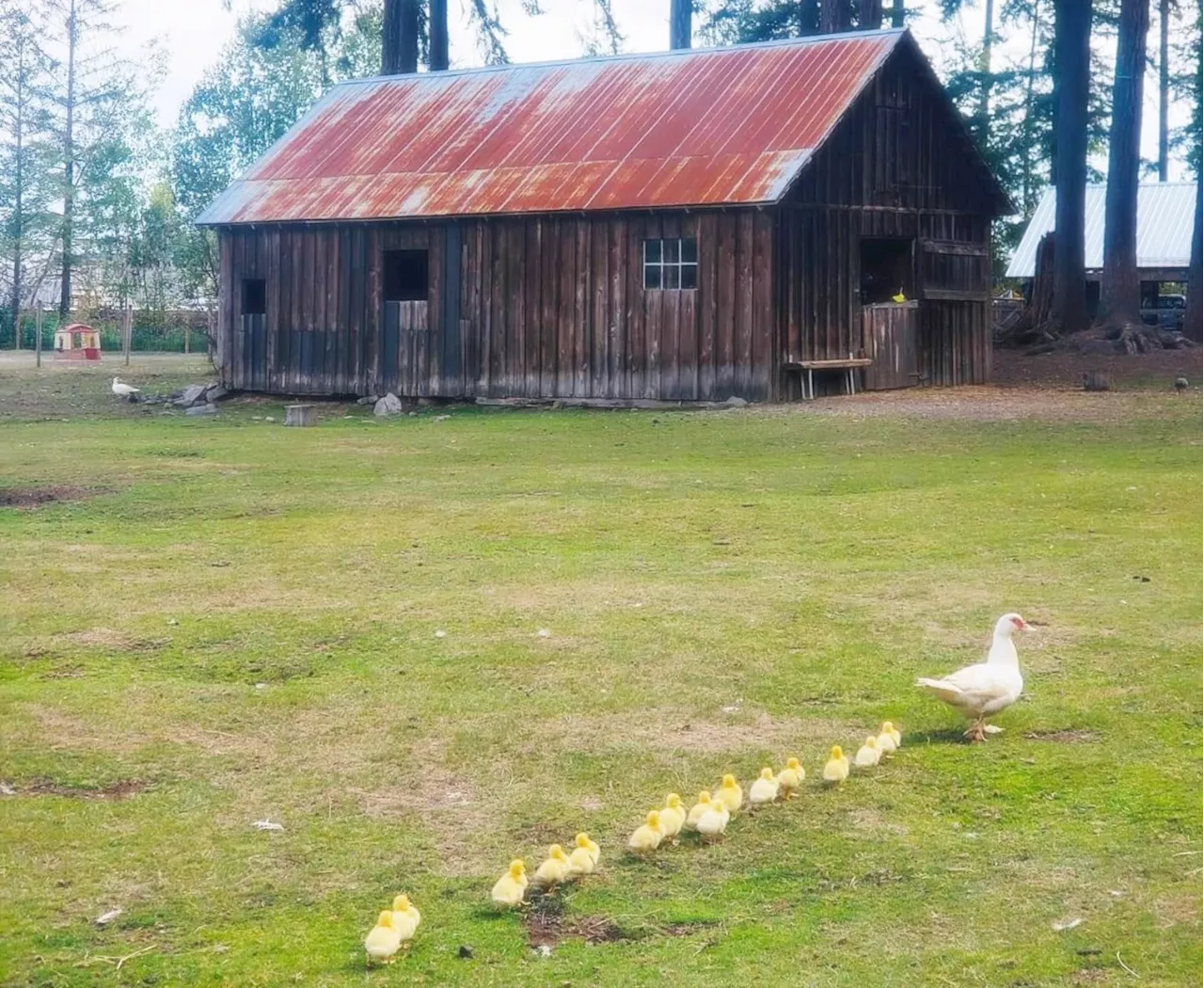 'My tears will not stop': B.C. petting farm loses entire flock to avian flu