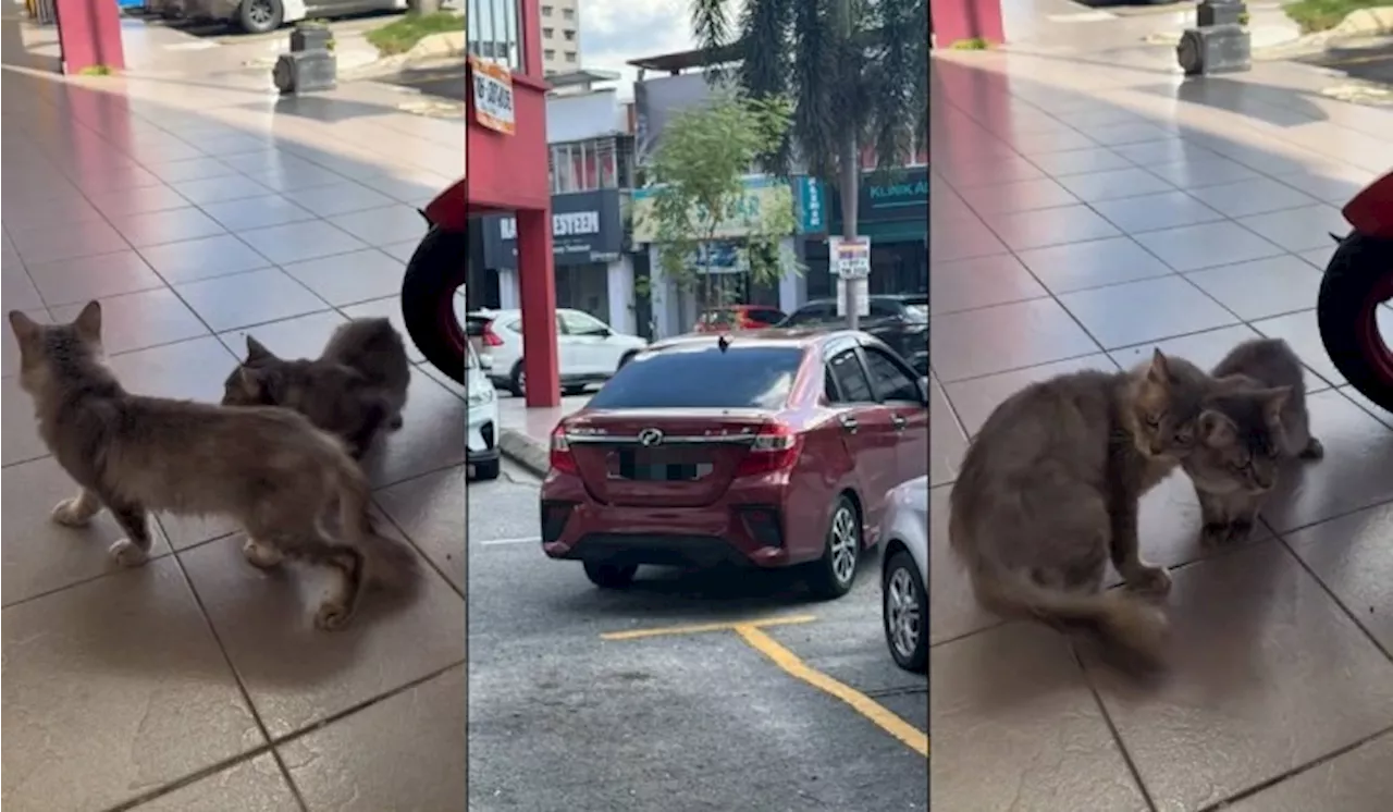 [Video] Lelaki Berang, Dakwa Pemilik Bezza Selamba Buang 2 Kucing Depan Kedai