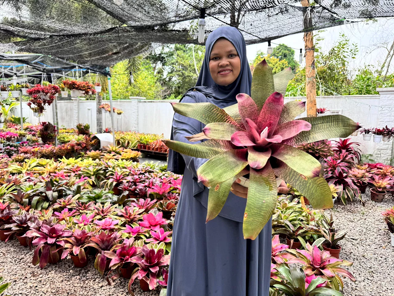 Wanita peroleh RM100,000 sebulan hasil jual pokok bunga nanas