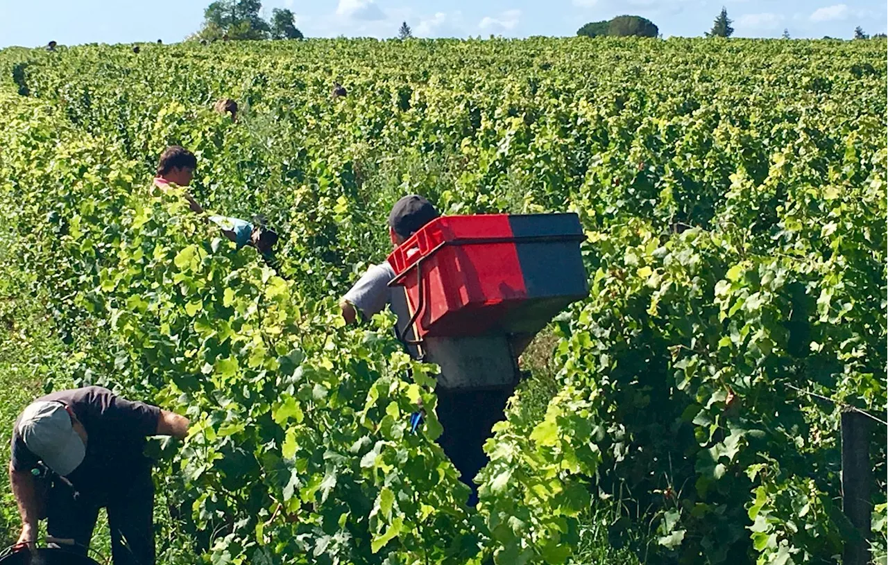 Gironde : Deux Marocains condamnés pour traite d’êtres humains dans des vignes