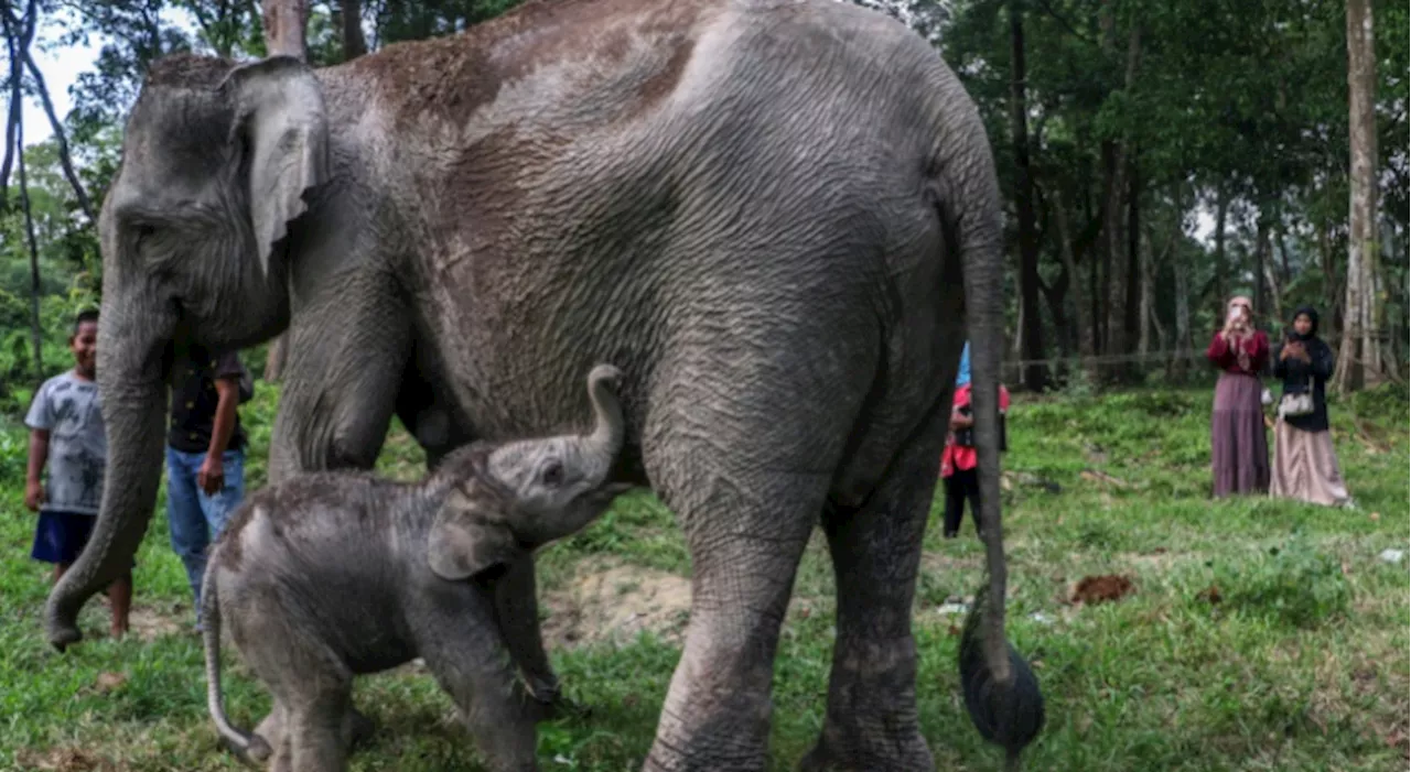 Critically endangered Sumatran elephant calf born in Indonesia