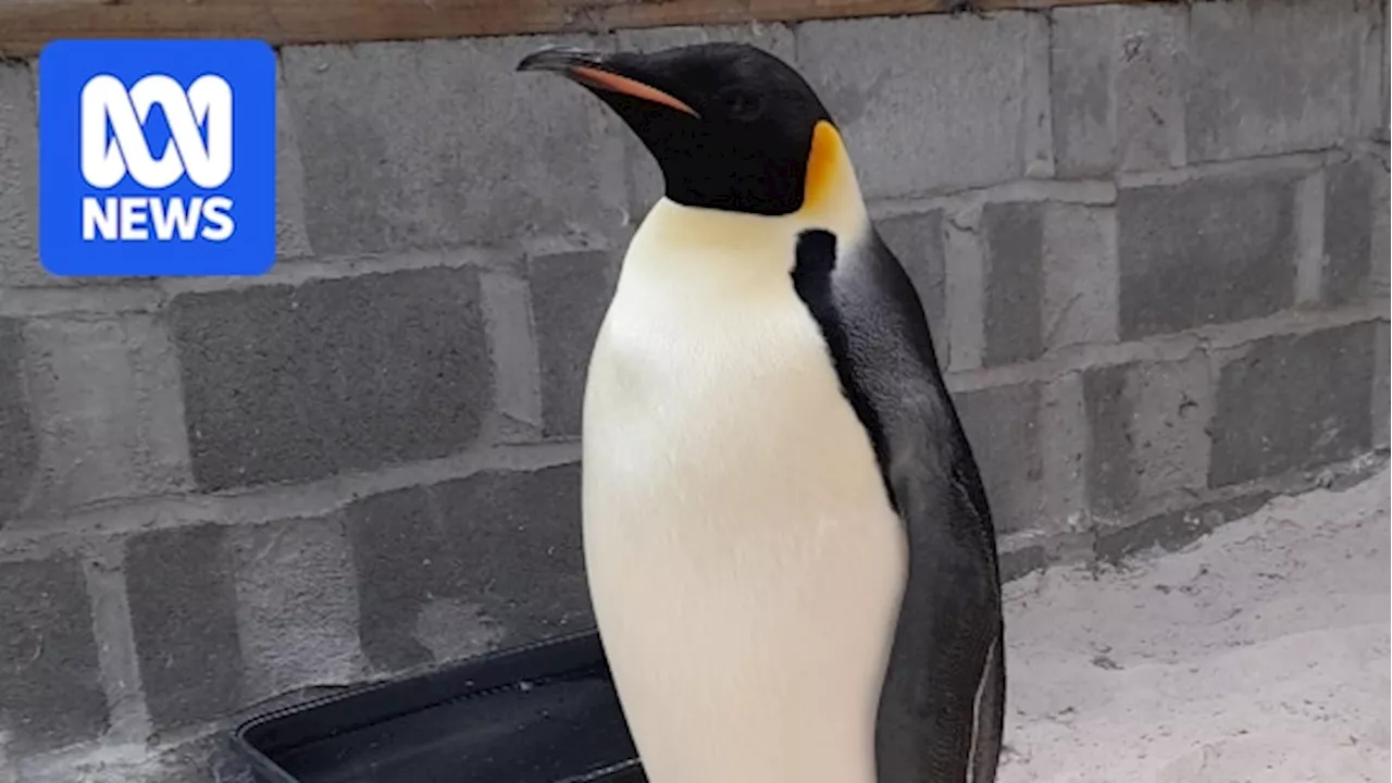 Emperor penguin arrives on WA beach thousands of kilometres from home