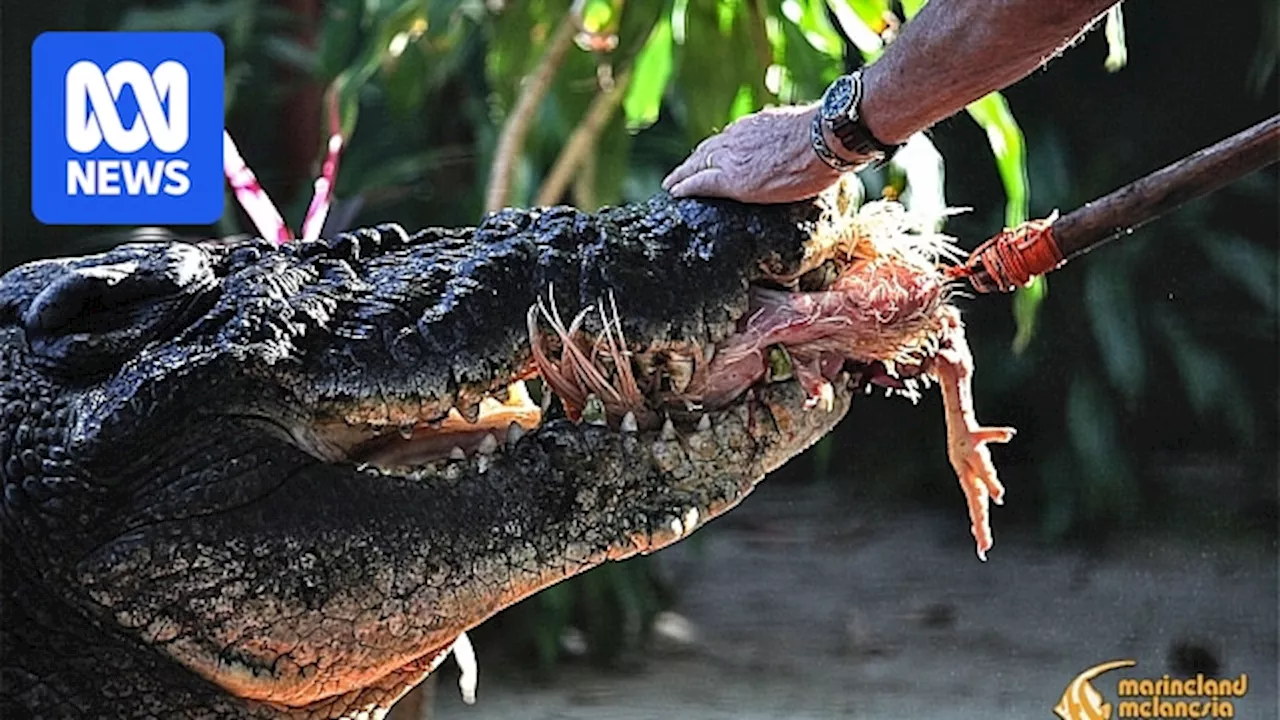 Scientists hope to determine exact age of old Cassius, the world's biggest crocodile in captivity