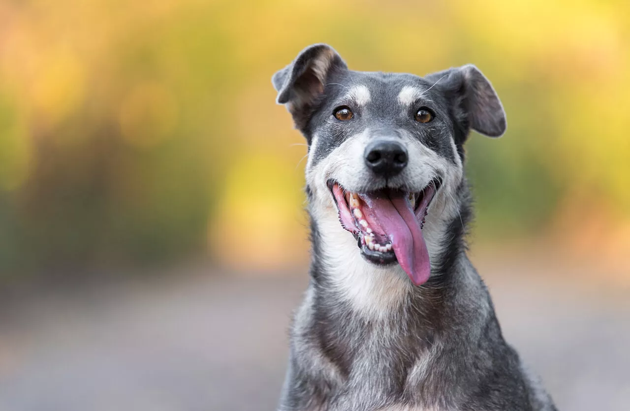 Deux-Sèvres : cinq chiens de chasse retrouvés après avoir été volés durant le week-end