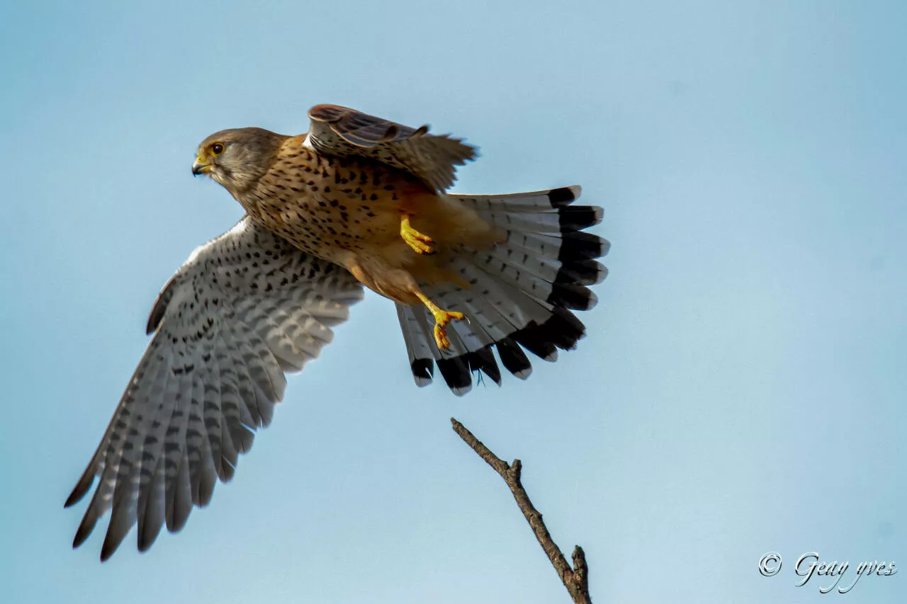 Les gendarmes sauvent un oiseau protégé pendant une perquisition dans une maison dans l’Orne