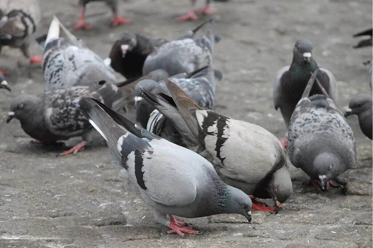 Prolifération des pigeons, cette association vole dans les plumes de la Ville d'Orléans