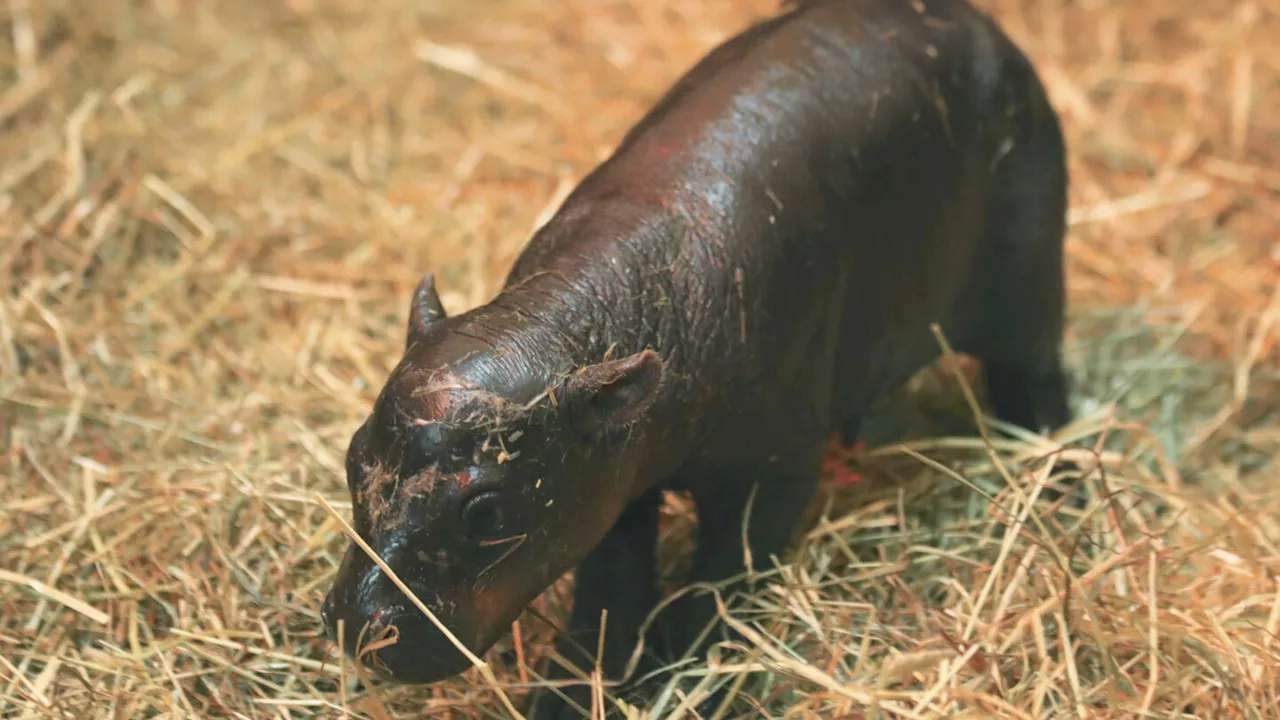 2 adorable pygmy hippos pitted against each other in cuteness contest