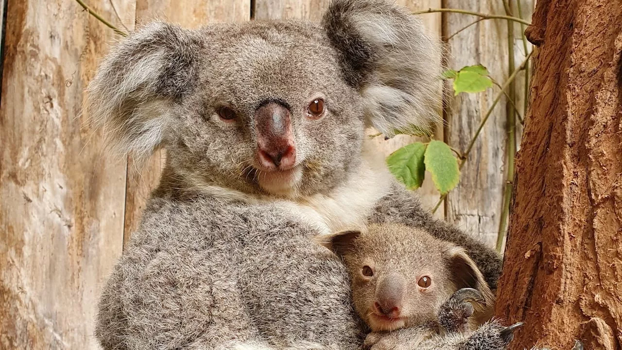 Duisburg: Koalas sterben im Zoo, zwei schweben in Lebensgefahr