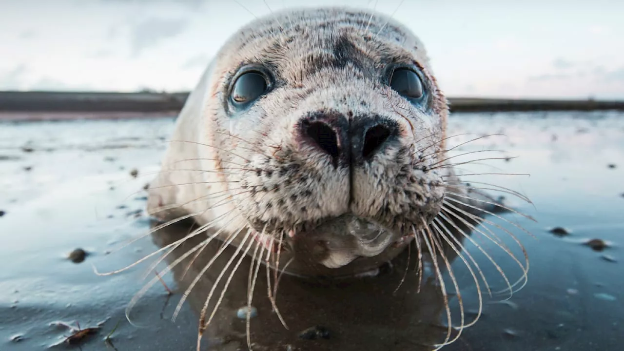 Seehunde im Wattenmeer: Bestände schrumpfen dramatisch