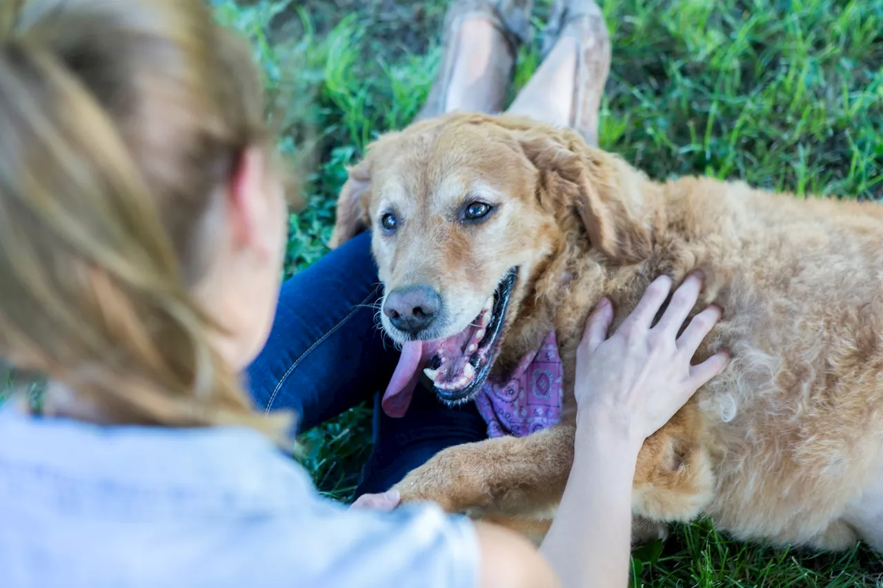 Cleveland Heights dog park proposal gets second public hearing