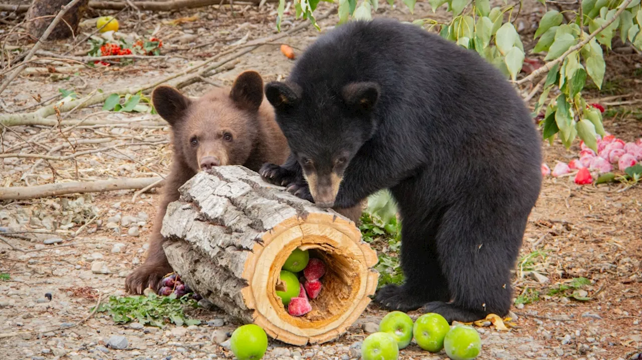 Two orphaned black bear cubs released back into Alberta wilderness