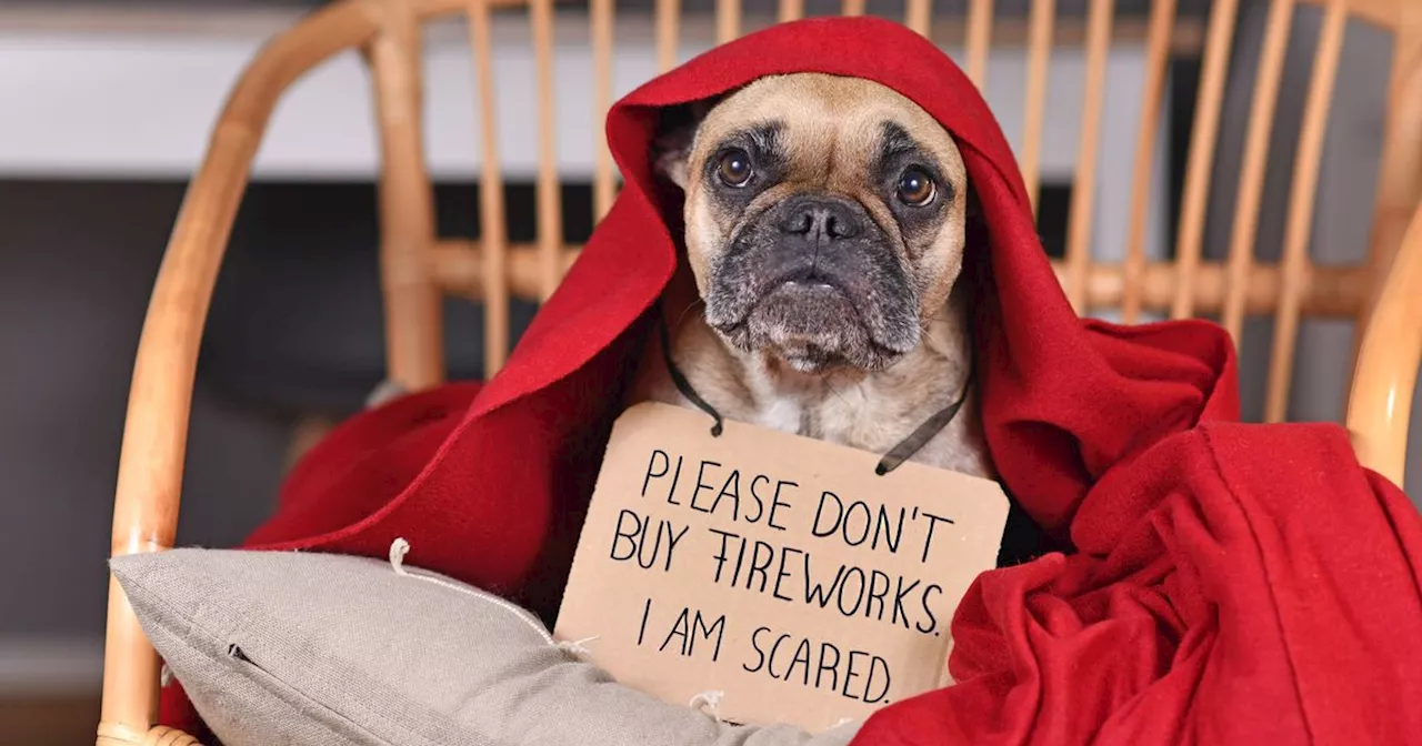 Dog trainer's tips to calm pets on Bonfire Night and 'anxiety reducing' food